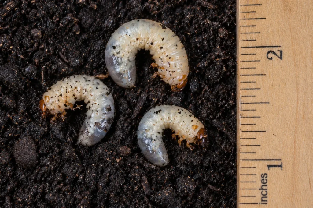 White grub worms in soil causing severe lawn damage