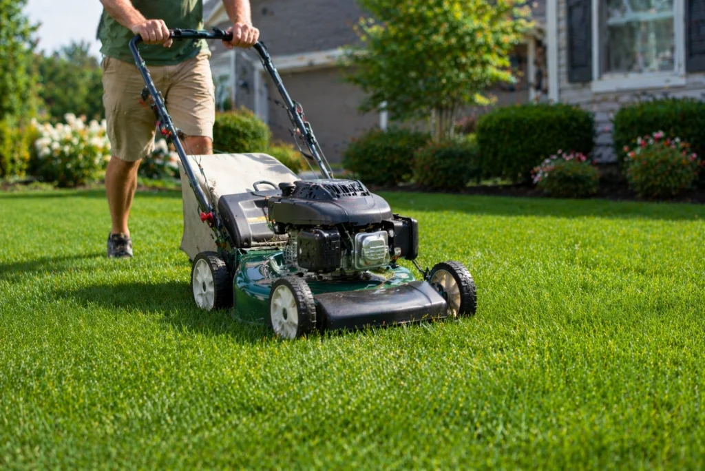 Mowing new sod for the first time with a push mower after 14 days of growth