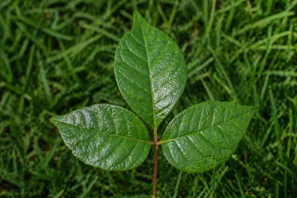  Identifying toxic plants before using an effective poison ivy killer natural spray.