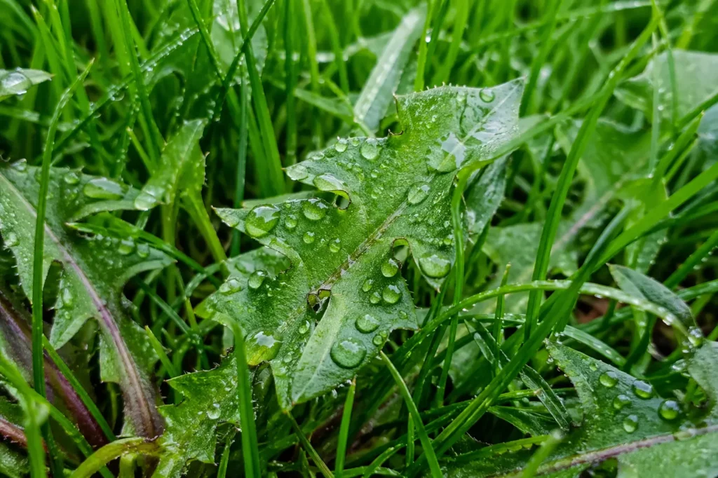 Wet dandelion showing why spraying weeds immediately after rain dilutes herbicide