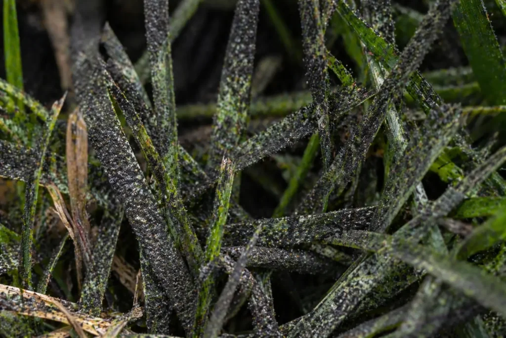 Close up view of black mold on lawn blades indicating a slime mold fungal issue.