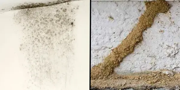 Side-by-side comparison showing termite damage vs water damage on interior drywall