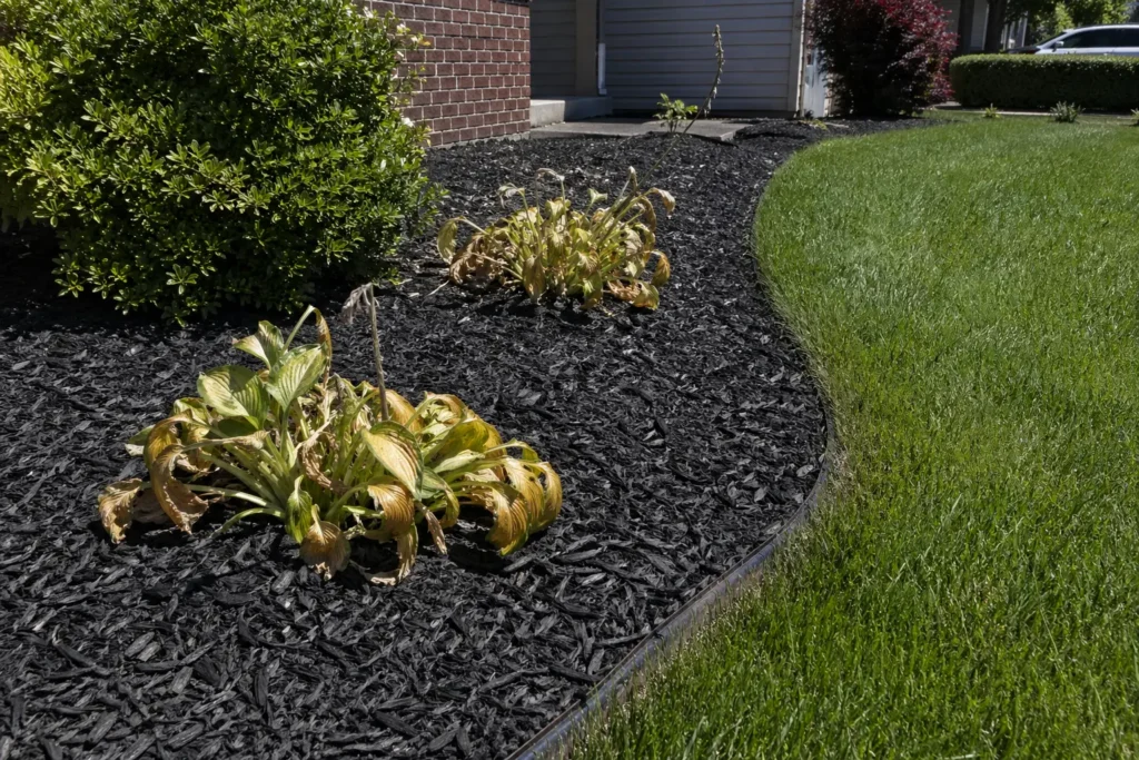 Heat-stressed landscape plants surrounded by black rubber mulch in a front yard