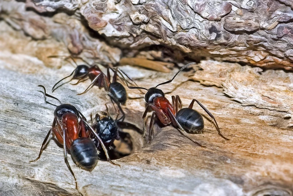 Close up of a large black carpenter ant crawling on damaged wood