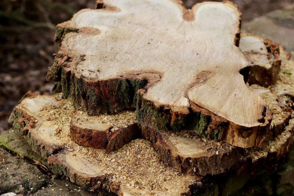 Pile of carpenter ant frass and sawdust under a wooden baseboard