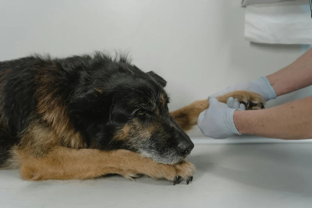 Signs of fertilizer poisoning in dogs and when to see a vet.
