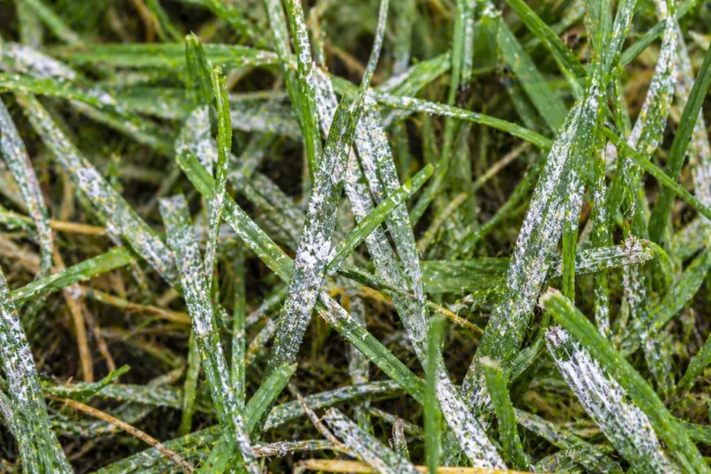 White patches on grass caused by powdery mildew lawn disease