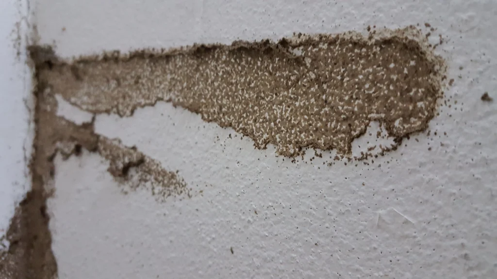 Close up of bubbling paint and pinholes indicating early signs of termites in drywall