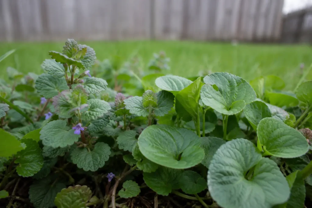 creeping charlie vs wild violet — close up showing distinct leaf shapes and textures