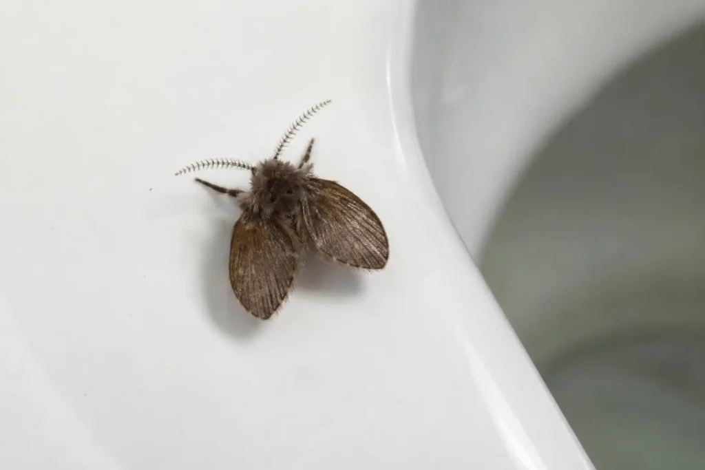 Macro shot identifying a dark fuzzy drain fly on a white toilet bowl