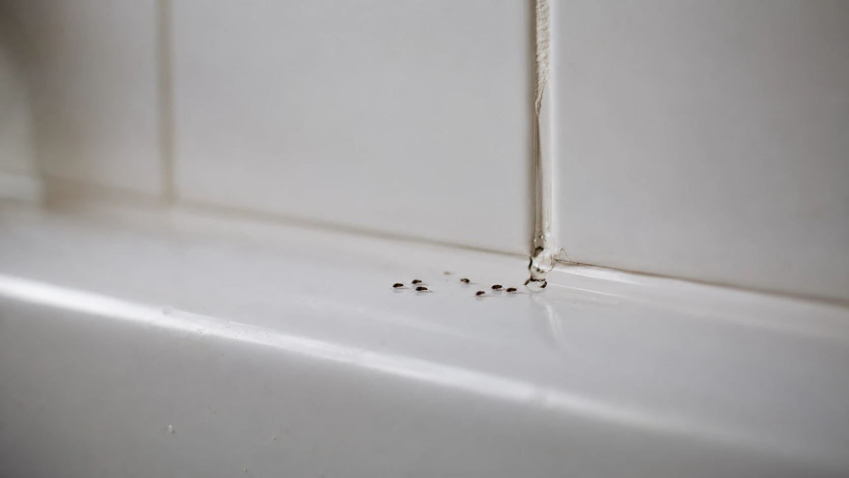 Tiny black wingless bugs clustered on white bathroom grout lines.