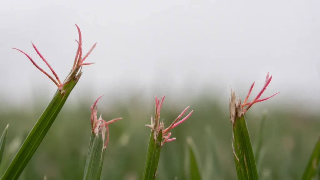 Close up of pink red thread fungus on grass blades.