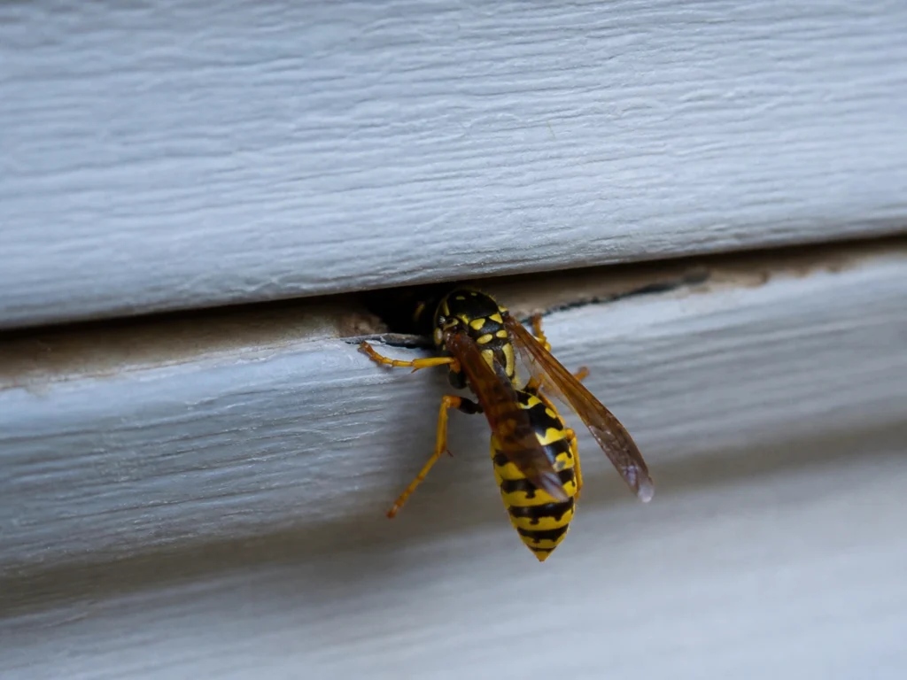 yellow jacket flying into a wall crevice