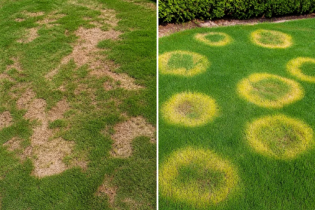 Comparing lawn brown patches to correctly identify grub damage versus fungus