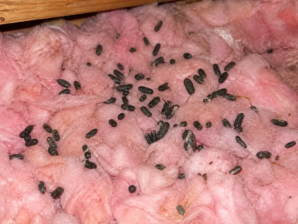 Close up of bat guano in attic insulation showing shiny insect parts