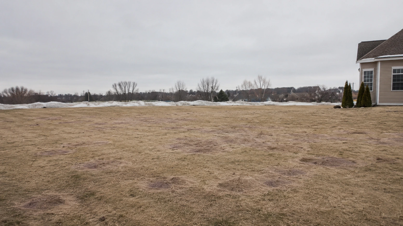 Matted circular patches of snow mold fungus in an early spring lawn.