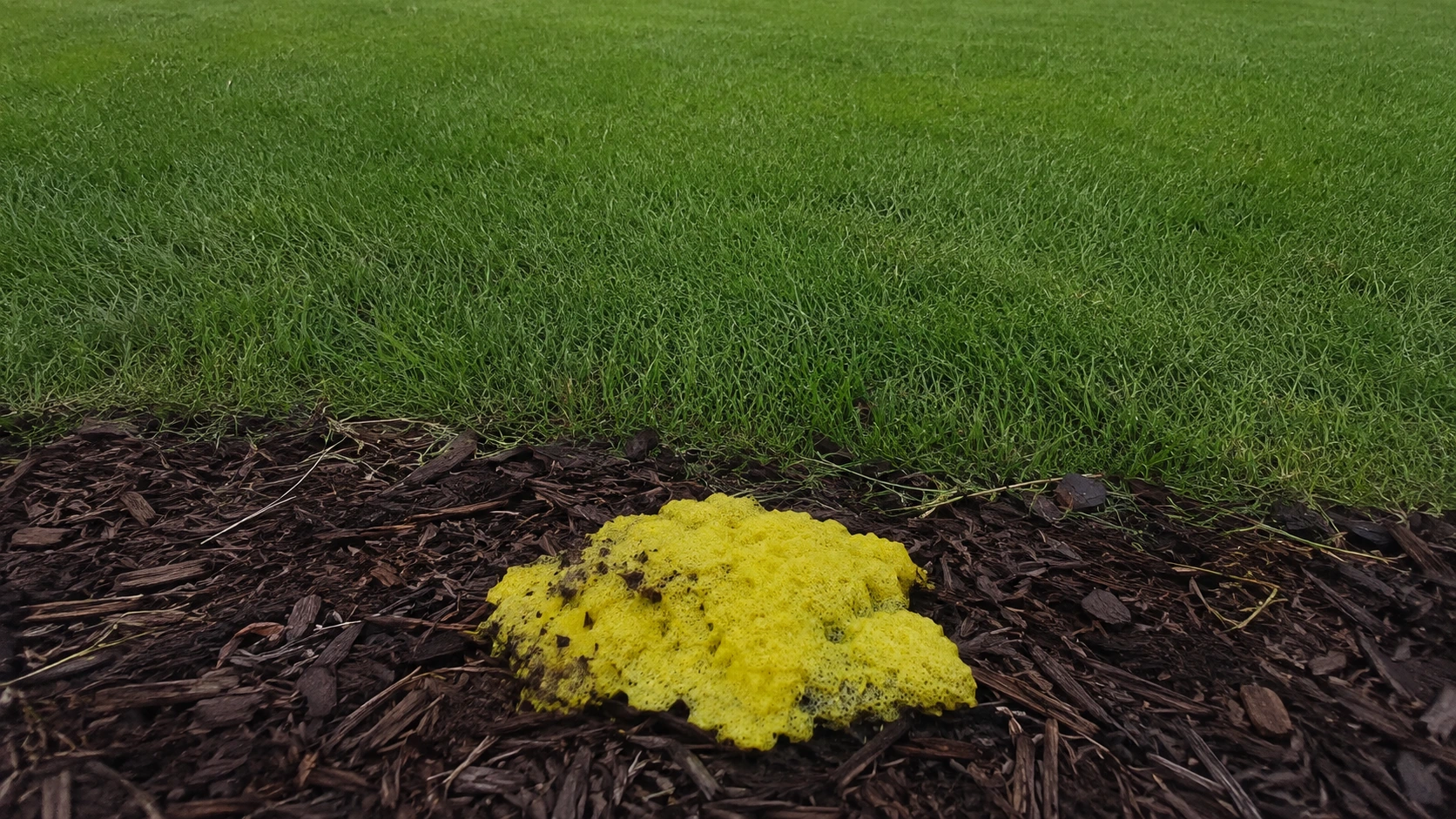 Yellow dog vomit slime mold growing on residential wood mulch