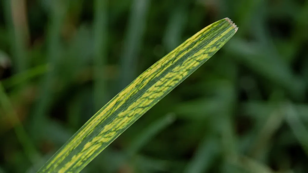 Close up of grass blade showing iron deficiency chlorosis