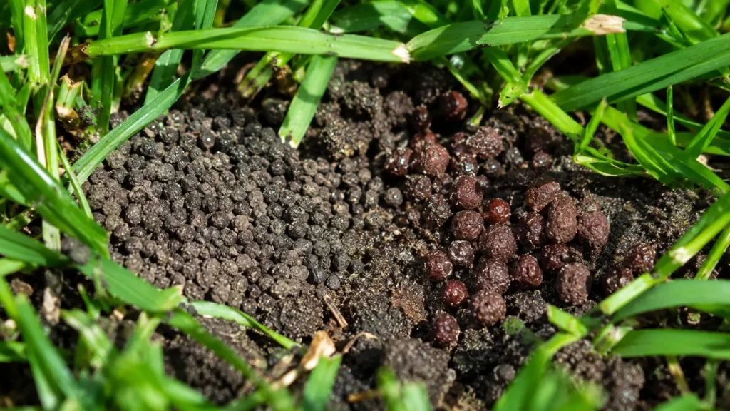 Close up of fertilizer and iron granules on lawn soil