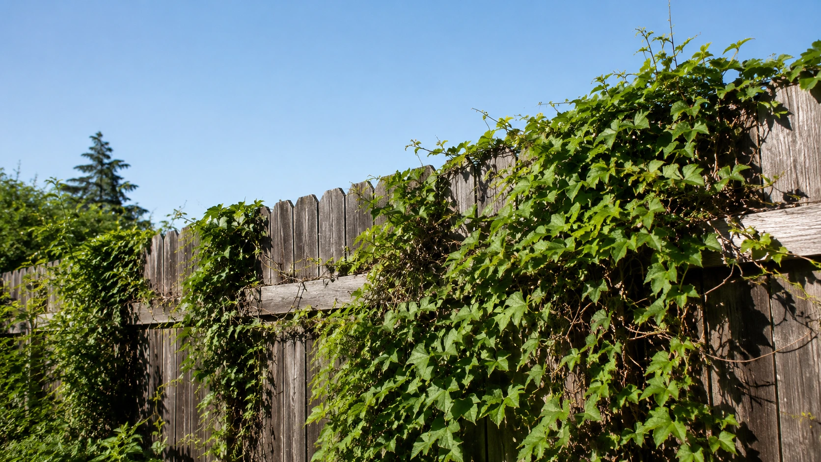 Poison ivy and virginia creeper vines growing on a wooden fence