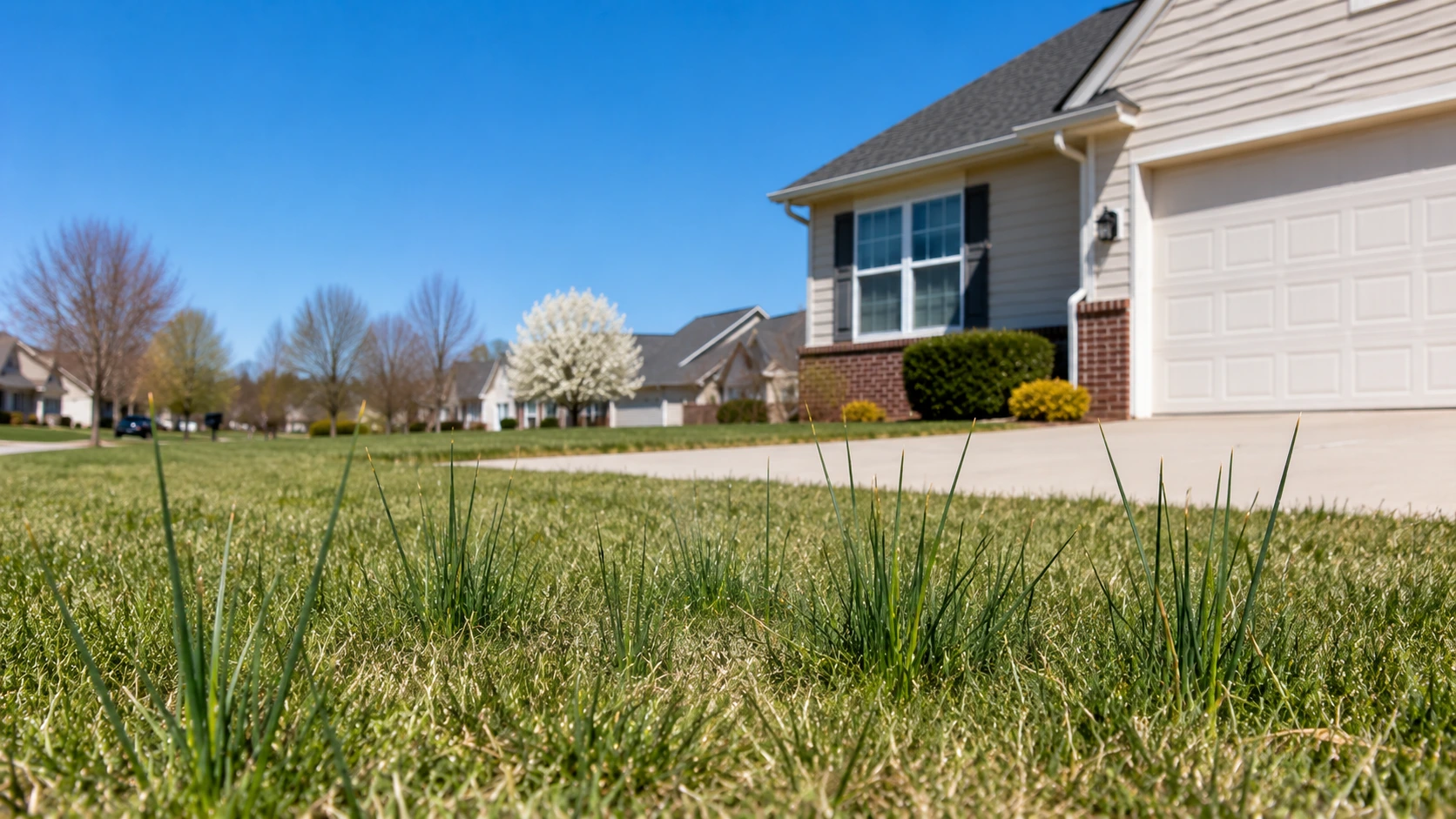 Tall wild onions growing in a suburban lawn requiring weed control.