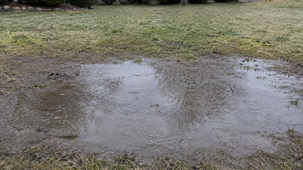 Water pooling on heavily compacted lawn needing liquid aeration or core aeration