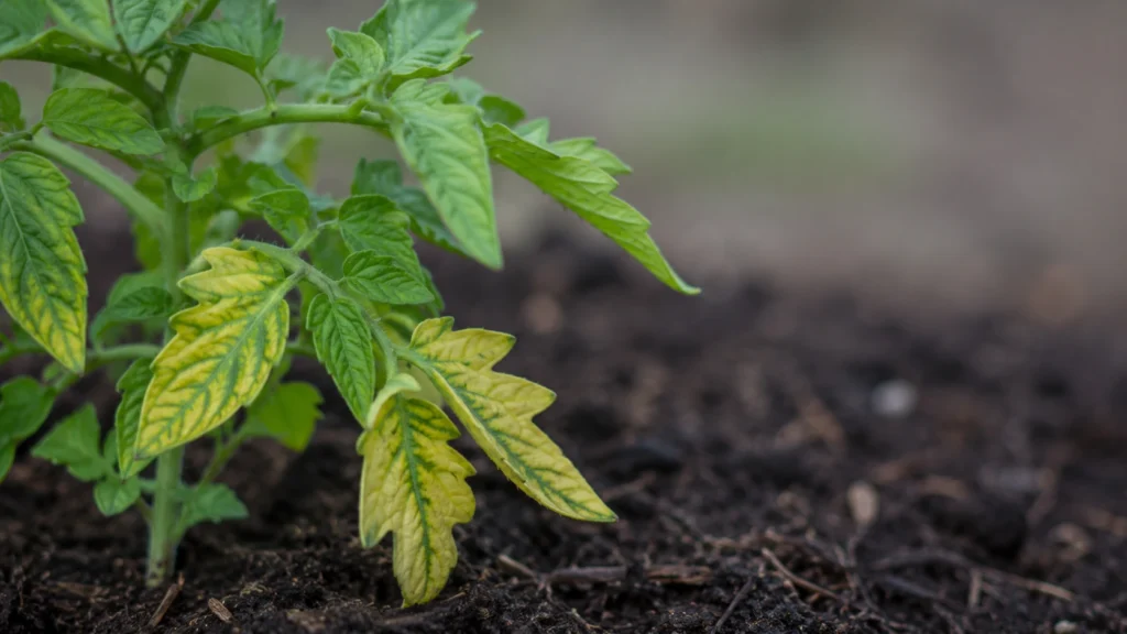 Yellowing lower tomato leaves indicating nitrogen deficiency from raw wood mulch